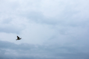 white sea gulls fly across the cloudy sky