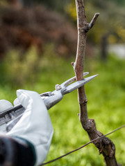 Vine grower with protective gloves. Prune the vineyard with professional steel scissors. Traditional agriculture. 