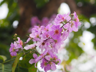 Pink Trumpet shrub Tree, Pink Tecoma name flower bouquet beautiful blurred on nature