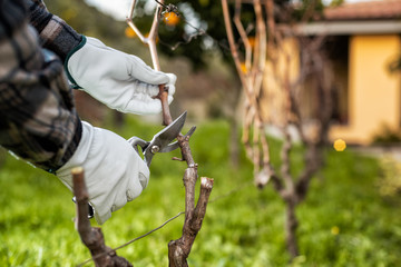 Vine grower with protective gloves. Prune the vineyard with professional steel scissors....