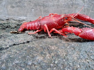 Red lobster on the nature background