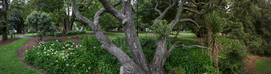 Fototapeta na wymiar Albert Park Trees at Auckland New Zealand. Panorama