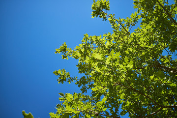 Green leaves and blue sky