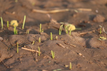small plants in nature