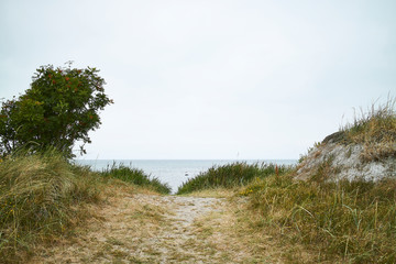 Fototapeta na wymiar Grass on a path to the beach