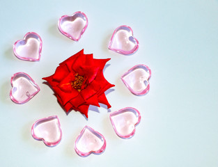 small blooming red rose with glass pink hearts and various marshmallows on a white background.