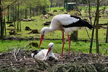 Germany,Poing-view of storks on the nest