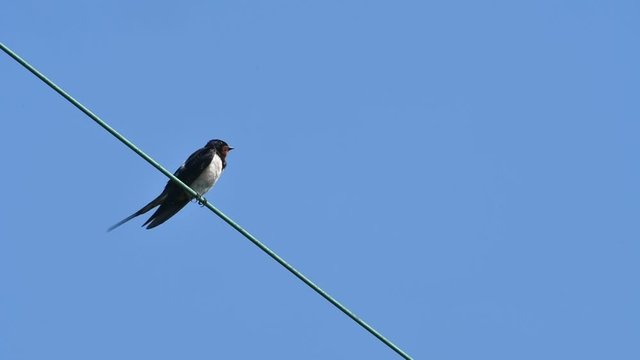 Barn swallow (Hirundo rustica) perched on telephone wire preening feathers