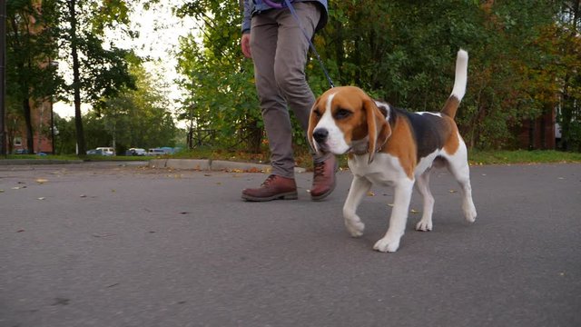Young beagle walk with owner, looking forward, slow motion shot. Low moving camera show pet face, man legs pace behind. Green leaves along sidewalk