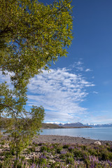 Fototapeta na wymiar Lake Tekapo South island New Zealand.