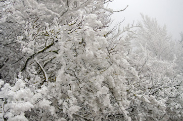 schneebedeckter Baum