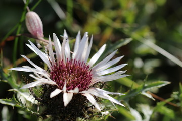 Nahaufnahme der sehr seltenen, unter Naturschutz stehenden Heilpflanze Silberdistel