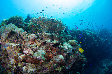 Obraz na płótnie Canvas coral reef with tropical fish