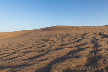 wind patterns in sand desert Bafgh in Yazd, Iran