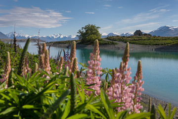 Lake Tekapo South island New Zealand. Flowering lupine spring and Church of the good shepperd