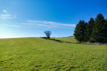 green meadow under blue sky with copy space
