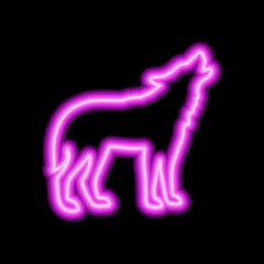 Pink neon sign of wolf on black background. Vector illustration