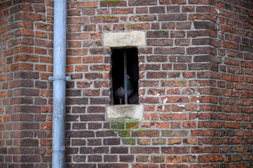 Tauben in Fenster einer Backsteinwand