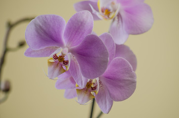 Fototapeta na wymiar beautiful lilac orchid i on white, closeup