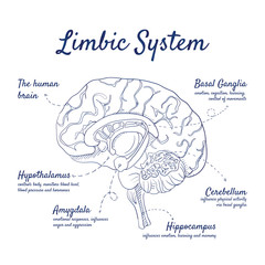 Doodle set of Limbic System – human brain, Basal Ganglia, Cerebellum, Hippocampus, Amygdala, Hypothalamus, hand-drawn. Vector sketch illustration isolated over white background.