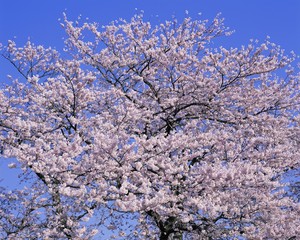 a tree blooming with white flowers against a blue sky