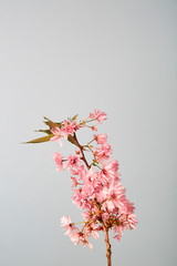 Pink flowers on grey background