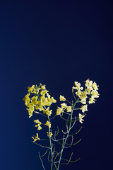 Yellow flowers on dark blue background