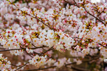 Spring in Japan. The famous cherry tree blossom as background