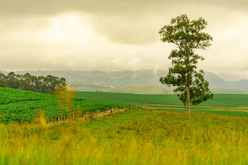 Rural landscape and soy plantation and eucalyptus tree.