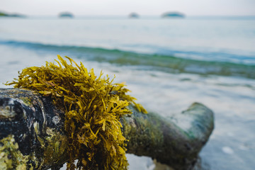 Seaweed on the log on the beach by the sea