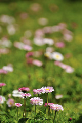 flowers in Alishan National Forest Recreation Area
