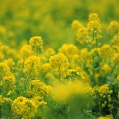 Obraz premium Yellow flowers in the field