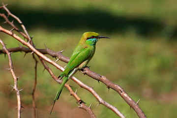 Green Bee-eater (Merops orientalis), Place - Uran, near Mumbai, Maharashtra, India.  © RealityImages