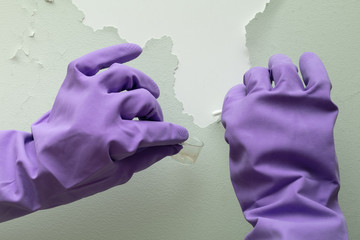Closeup view on hands of home inspector wearing protective gloves and holding to check cotton bud with cone for mold spores