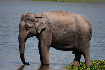 Asian Elephant (Elephas maximus), Place - Kaziranga National Park, Assam, India.
