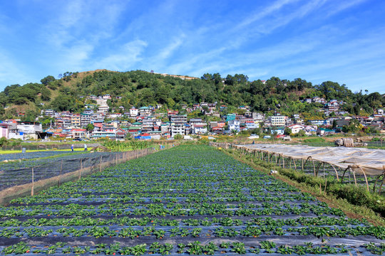 View of Strawberry Farm in La Trinidad, Benguet, Philippines