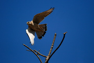 Common Kestrel (Falco tinnunculus) is a bird of prey species belonging to the kestrel group of the falcon family Falconidae.Place - Dive Ghat, Pune, Maharashtra, India.