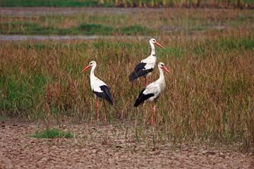 White Stork (Ciconia ciconia asiatica), Place - Uran, Near Mumbai, Maharashtra, India. Rare winter visitors to Mumbai. Normally seen in Gujarat, Rajasthan in winter. Breeds in Europe in Summer. © RealityImages