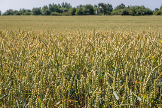 Wheat field near Wrzosowo village in West Pomerania region of Poland