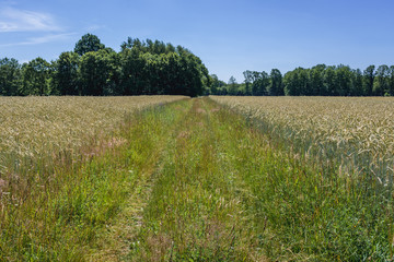 Fototapeta premium Country road among fields in Gryfice County, located in West Pomerania region of Poland