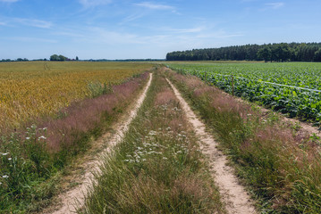 Fototapeta na wymiar Country road near Modlimowo village located in West Pomerania region of Poland