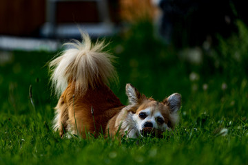 portrait of a small cute dog