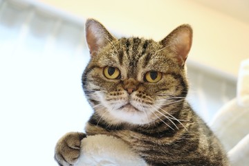 真面目顔の猫アメリカンショートヘアー