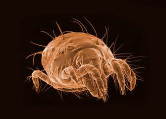 SEM micrography of a microscopic tick on black background