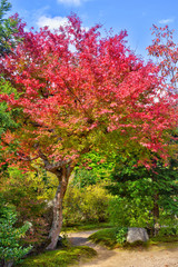 Naklejka premium 実光院の紅葉