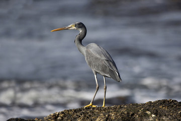 The western reef heron (Egretta gularis) also called the western reef egret, India