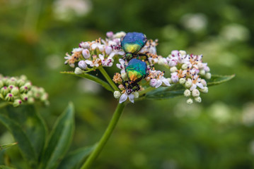 Cetonia beetles on a flower near Magura village in Romania