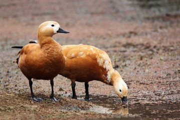 The ruddy shelduck (Tadorna ferruginea) is a member of the duck, goose and swan family Anatidae.
