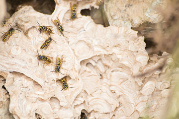 Wasps nest full of wasps