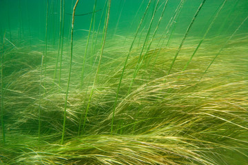 Underwater vegetation in Mreznica River, Croatia